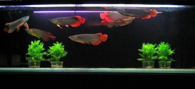 短身紅龍的價(jià)格是多少? 龍魚百科 第4張 短身紅龍的價(jià)格是多少? 短身紅龍的價(jià)格是多少? 龍魚百科 第4張