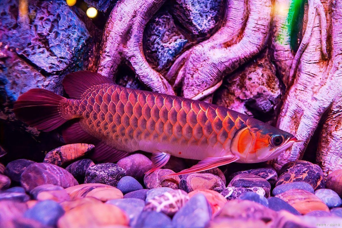 短身紅龍的價(jià)格是多少？ 短身紅龍的價(jià)格是多少？ 龍魚百科 第16張