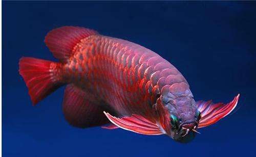 星點龍魚混養注意事項 星點龍魚混養注意事項 龍魚百科 第4張