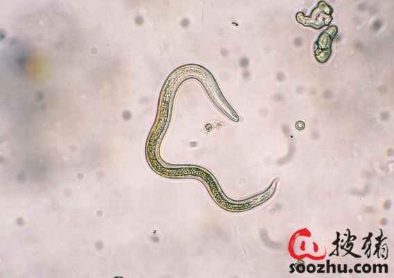 雪龍魚寄生蟲驅除方案：如何判斷雪龍魚寄生蟲感染