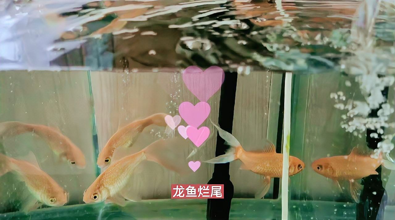 龍魚爛尾初期如何治療？ 龍魚爛尾初期如何治療？ 龍魚百科 第7張