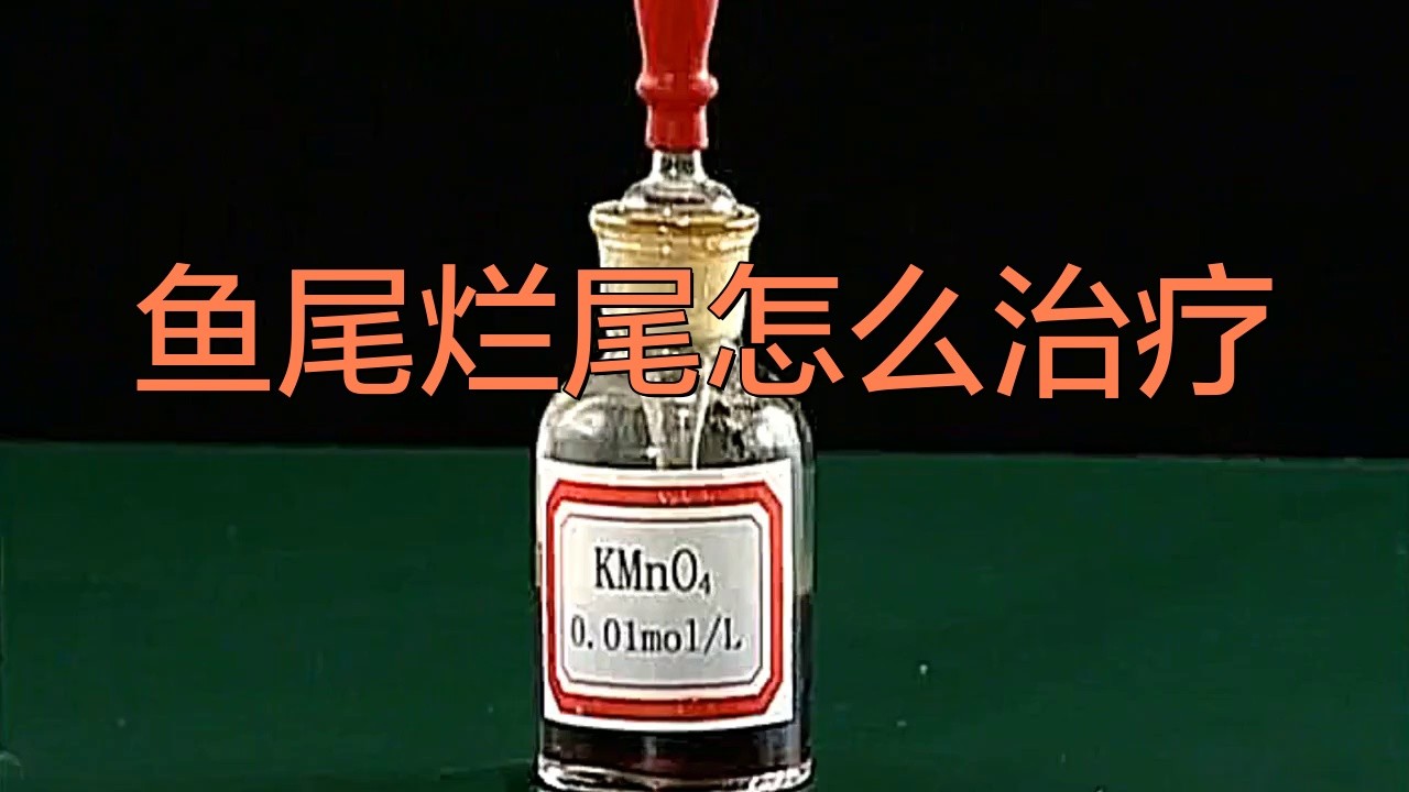 龍魚爛尾初期如何治療？ 龍魚爛尾初期如何治療？ 龍魚百科 第10張