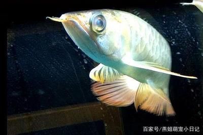 龍魚眼睛長有一粒白色東西怎么辦(龍魚眼睛長出一粒白色東西怎么辦) 龍魚百科 第5張 龍魚眼睛長有一粒白色東西怎么辦(龍魚眼睛長出一粒白色東西怎么辦) 龍魚眼睛長有一粒白色東西怎么辦(龍魚眼睛長出一粒白色東西怎么辦) 龍魚百科 第5張