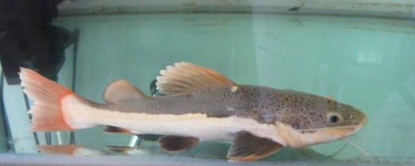 恐龍魚不吃東西會死嗎（六角恐龍魚不吃東西會面臨死亡風(fēng)險(xiǎn)，虎紋恐龍魚食物選擇指南）