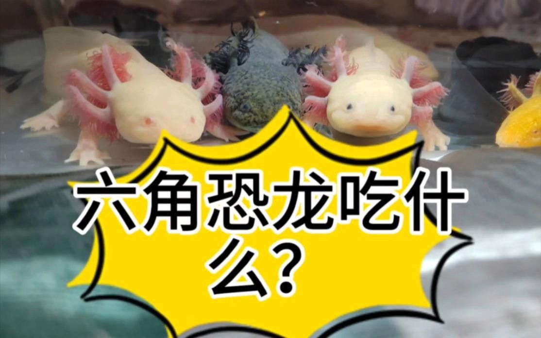 六角龍魚的食物有哪些