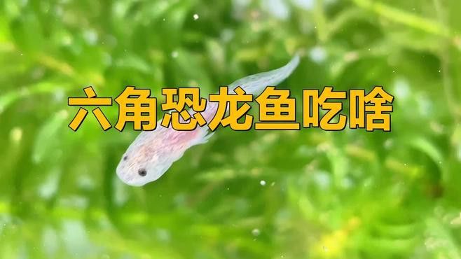 六角龍魚的食物有哪些