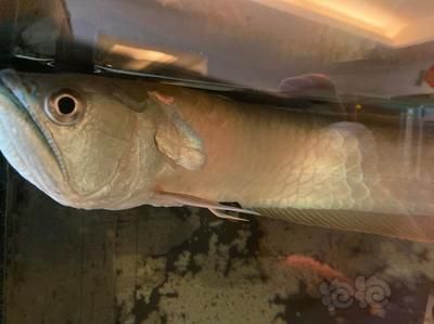 龍魚腮蓋掉皮（未找到“龍魚腮蓋掉皮”的直接原因和解決辦法）