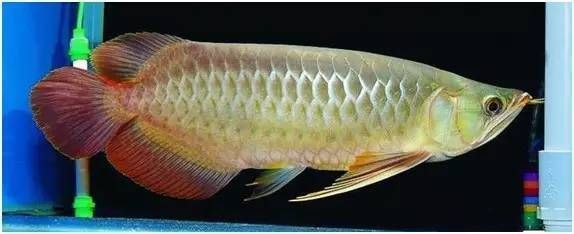 龍魚腮蓋掉皮（未找到“龍魚腮蓋掉皮”的直接原因和解決辦法）