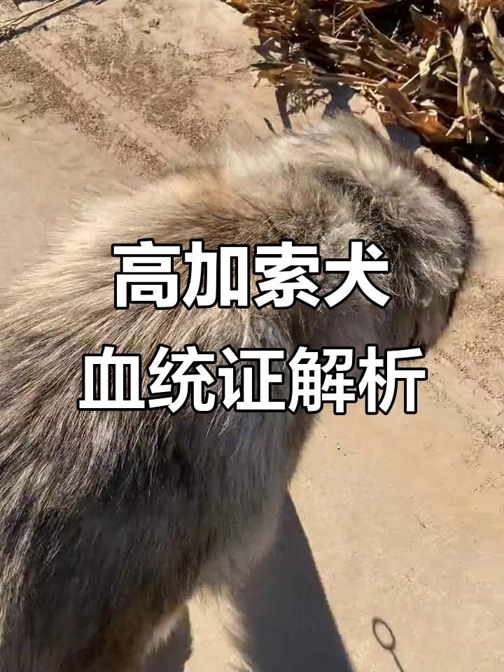 龍魚血統證書費用是多少？