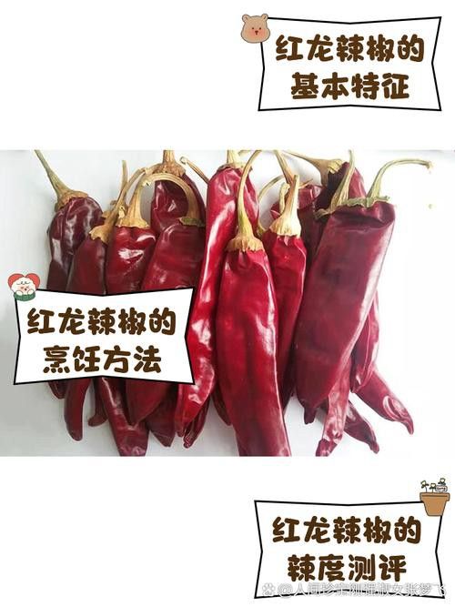 紅龍魚有幾種類型