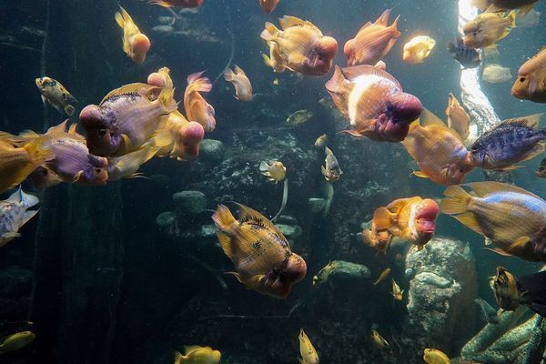 六角龍魚不吃東西怎么辦（六角龍魚不吃東西可能由多種因素引起六角龍魚不吃東西） 六角龍魚不吃東西怎么辦（六角龍魚不吃東西可能由多種因素引起六角龍魚不吃東西） 龍魚百科 第1張
