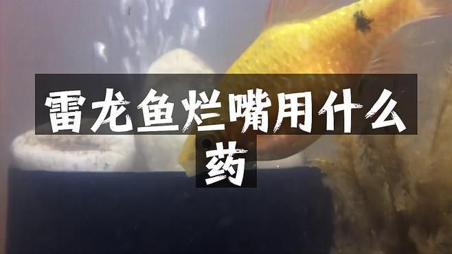 龍魚(yú)潰爛初期如何治療？