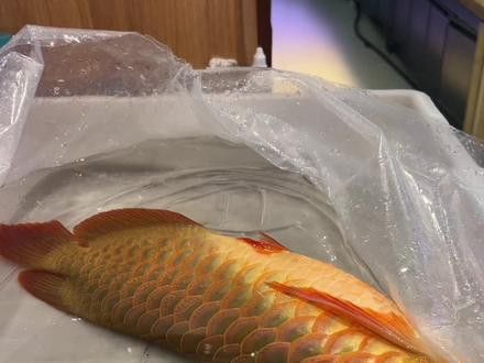 太原龍魚掉眼手術