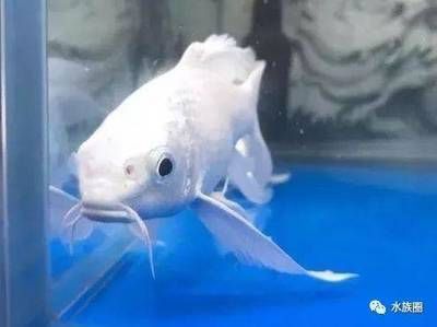 蝴蝶鯉能和龍魚混養嗎怎么養：蝴蝶鯉可以和龍魚混養嗎怎么養蝴蝶鯉能和龍魚混養嗎 蝴蝶鯉能和龍魚混養嗎怎么養：蝴蝶鯉可以和龍魚混養嗎怎么養蝴蝶鯉能和龍魚混養嗎 龍魚百科 第3張