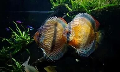 龍魚晚上一關燈總是跳缸（龍魚晚上關燈后跳缸可能由多種因素引起龍魚跳缸的發(fā)生）