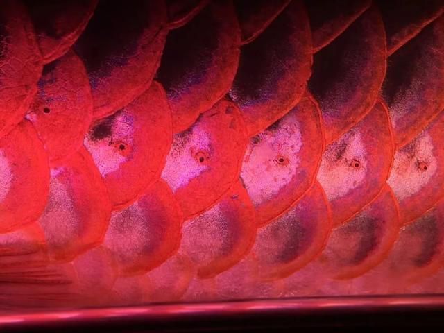 紅龍魚發色用什么燈：紅龍魚發色適用燈光類型