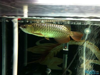 藍(lán)底金龍是什么龍魚（藍(lán)底金龍魚市場(chǎng)價(jià)格趨勢(shì)藍(lán)底過背金龍魚的飼養(yǎng)技巧） 藍(lán)底金龍是什么龍魚（藍(lán)底金龍魚市場(chǎng)價(jià)格趨勢(shì)藍(lán)底過背金龍魚的飼養(yǎng)技巧） 龍魚百科 第2張