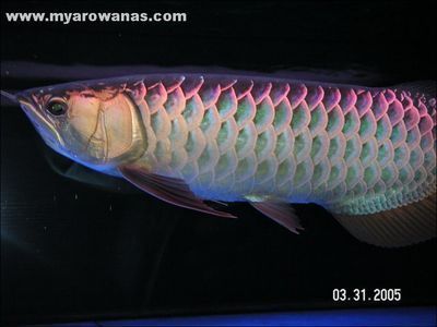 藍(lán)底金龍是什么龍魚（藍(lán)底金龍魚市場(chǎng)價(jià)格趨勢(shì)藍(lán)底過背金龍魚的飼養(yǎng)技巧） 藍(lán)底金龍是什么龍魚（藍(lán)底金龍魚市場(chǎng)價(jià)格趨勢(shì)藍(lán)底過背金龍魚的飼養(yǎng)技巧） 龍魚百科 第4張