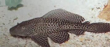 魚缸清潔魚選什么好(清道夫魚的日常護理) 龍魚百科 第4張 魚缸清潔魚選什么好(清道夫魚的日常護理) 魚缸清潔魚選什么好(清道夫魚的日常護理) 龍魚百科 第4張