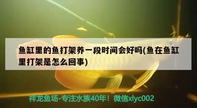 龍魚泛白是什么原因：龍魚混養(yǎng)多久才不打架 龍魚泛白是什么原因：龍魚混養(yǎng)多久才不打架 龍魚百科 第4張