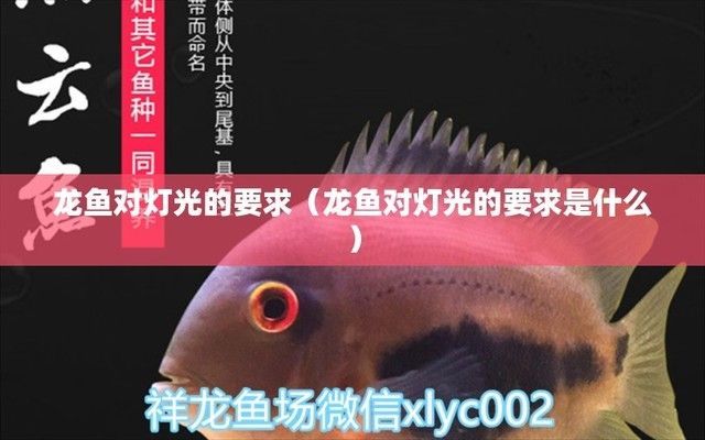 龍魚可以一直開燈嗎：龍魚不可以一直開燈，長時間的光照會影響龍魚健康生長 龍魚可以一直開燈嗎：龍魚不可以一直開燈，長時間的光照會影響龍魚健康生長 龍魚百科 第3張