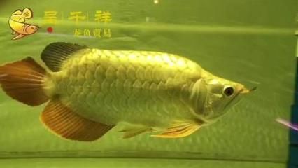 金龍魚的最長喂食間隔應該是隔天喂食一次，但不是固定不變：金龍魚的喂食頻率取決于它們的生長階段 金龍魚的最長喂食間隔應該是隔天喂食一次，但不是固定不變：金龍魚的喂食頻率取決于它們的生長階段 龍魚百科 第3張