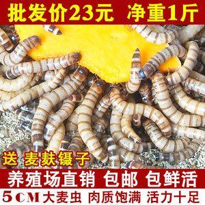 金龍魚吃面包蟲長得快嗎：金龍魚吃什么長得快