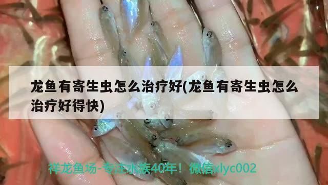 龍魚長寄生蟲怎么治療:龍魚長寄生蟲可以通過藥物治療和改善水質(zhì)的方法來解決 龍魚百科 第5張 龍魚長寄生蟲怎么治療:龍魚長寄生蟲可以通過藥物治療和改善水質(zhì)的方法來解決 龍魚長寄生蟲怎么治療:龍魚長寄生蟲可以通過藥物治療和改善水質(zhì)的方法來解決 龍魚百科 第5張