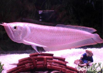 金龍魚與什么魚混養最佳（金龍魚與什么魚混養最佳呢？）