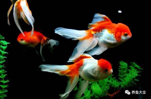 龍魚死亡后如何徹底消毒魚缸？