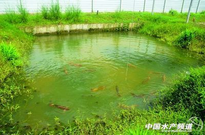 龍魚養(yǎng)殖場(chǎng)的魚缸怎么做：龍魚養(yǎng)殖場(chǎng)的魚缸制作