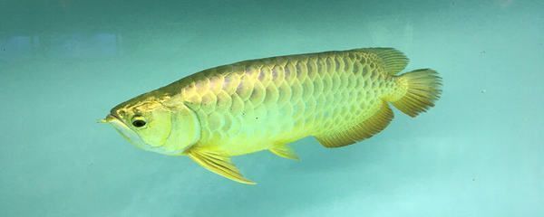 金龍魚觀賞魚壽命多少年：金龍魚的壽命一般在多少年？