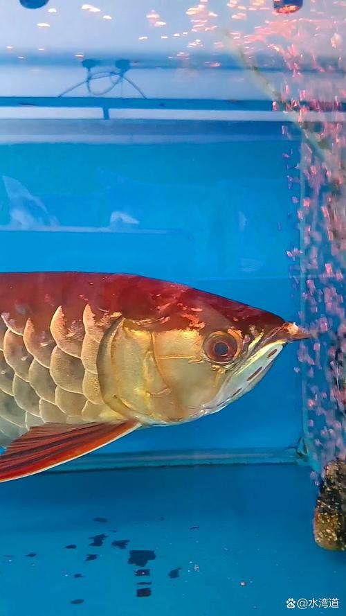 有沒有金龍魚壁紙高清版？