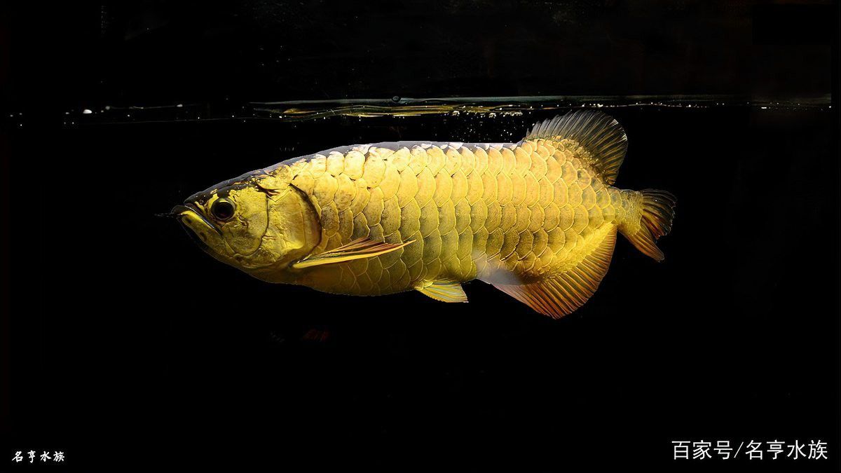 有沒有金龍魚壁紙高清版？