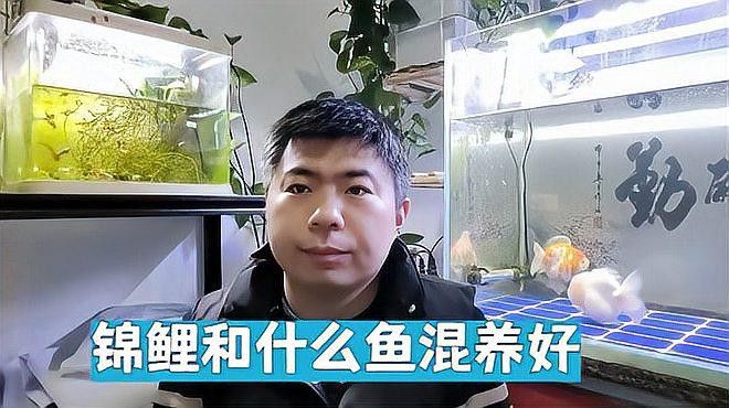 火龍魚能和錦鯉混養嗎怎么養的