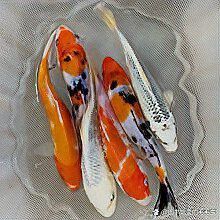 火龍魚能和錦鯉混養嗎怎么養的