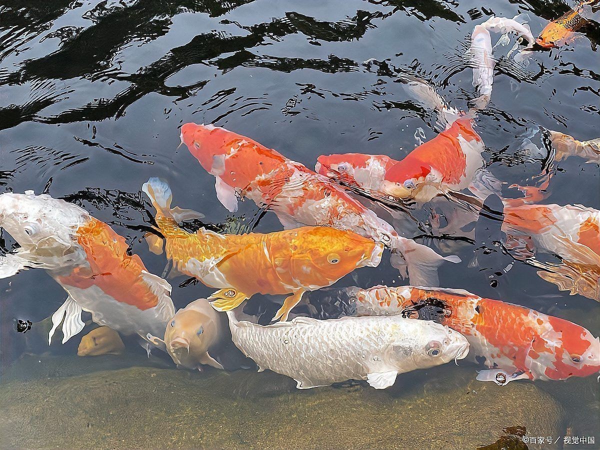 火龍魚能和錦鯉混養嗎怎么養的