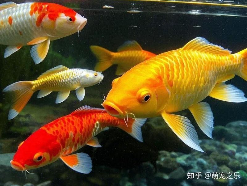 火龍魚能和錦鯉混養嗎怎么養的