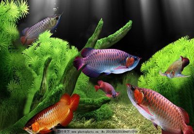 龍魚怎么畫？（龍魚的繪畫技巧包括選擇適合你的畫材和工具和工具）
