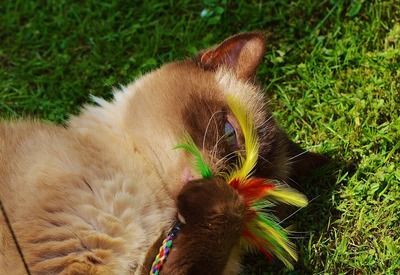 紅龍魚品種特性對比：如何挑選優(yōu)質(zhì)紅龍魚幼魚