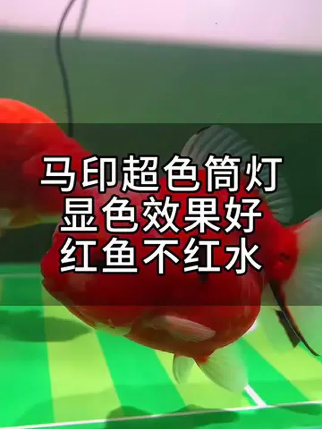 馬印水族燈的詳細(xì)介紹