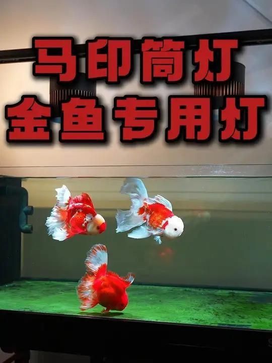 馬印水族燈的詳細(xì)介紹