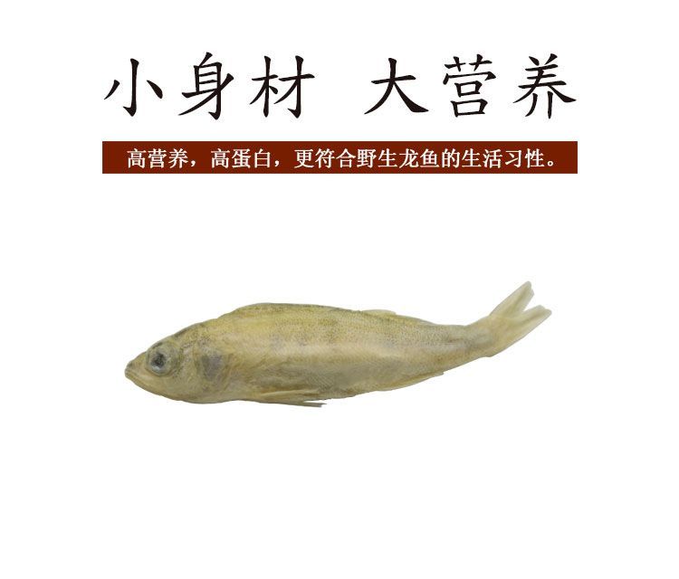 龍魚混養魚多了會掉眼嗎怎么辦：如何判斷龍魚是否營養不良