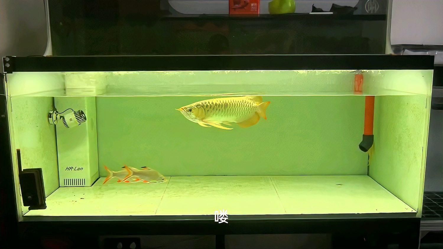 如何選擇適合龍魚的過濾系統(tǒng)？ 如何選擇適合龍魚的過濾系統(tǒng)？ 龍魚百科 第3張
