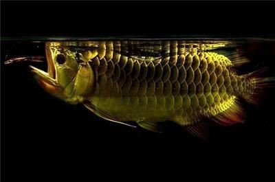 金龍魚藥水魚：如何判斷金龍魚是否需要用藥