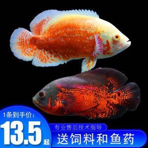 黃銀龍魚為什么貴（銀龍魚為什么賣這么貴，味道怎么樣）