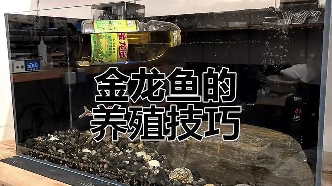 如何判斷黑龍過背金龍魚品質？