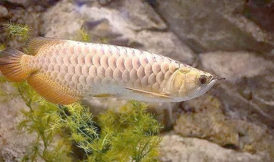 潮汕金龍魚是什么魚圖片