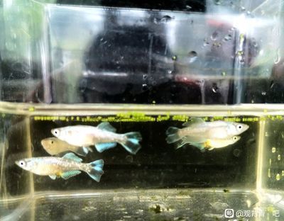 龍魚卵孵化時(shí)間:龍魚卵的孵化時(shí)間 龍魚百科 第1張 龍魚卵孵化時(shí)間:龍魚卵的孵化時(shí)間 龍魚卵孵化時(shí)間:龍魚卵的孵化時(shí)間 龍魚百科 第1張