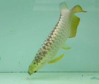 金龍魚長到多大就不爬背了：金龍魚停止爬背的年齡大概是多久？ 金龍魚長到多大就不爬背了：金龍魚停止爬背的年齡大概是多久？ 龍魚百科 第3張